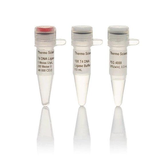 EL0011 T4 DNA 连接酶 (5 U/μL) - Fermentas(MBI)