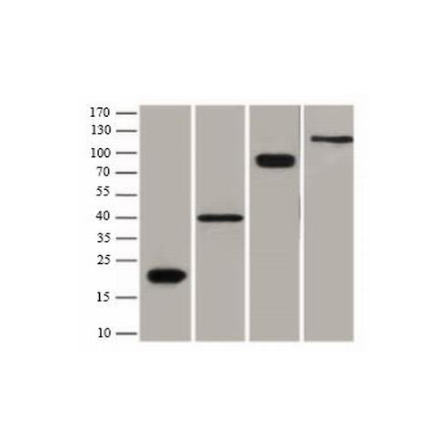 TA-05-0.1ml 试剂Flag - ZSGB-BIO/中杉金桥