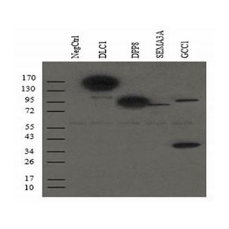 TA-01-0.1ML 小鼠抗Myc单抗 - ZSGB-BIO/中杉金桥