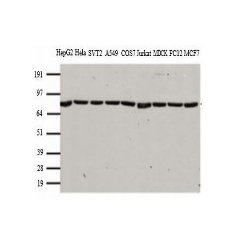 TA-12-0.1ml 试剂Mouse Anti-HSP90 (HSP90AB1) mAb - ZSGB-BIO/中杉金桥