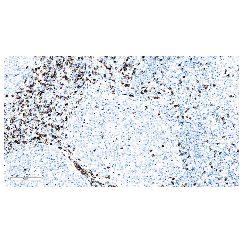 ZA-0508-3ml CD8抑制/细胞毒T细胞 - ZSGB-BIO/中杉金桥