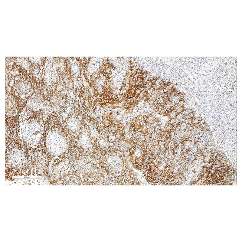 ZA-0538-6ml P120 Catenin蛋白 - ZSGB-BIO/中杉金桥