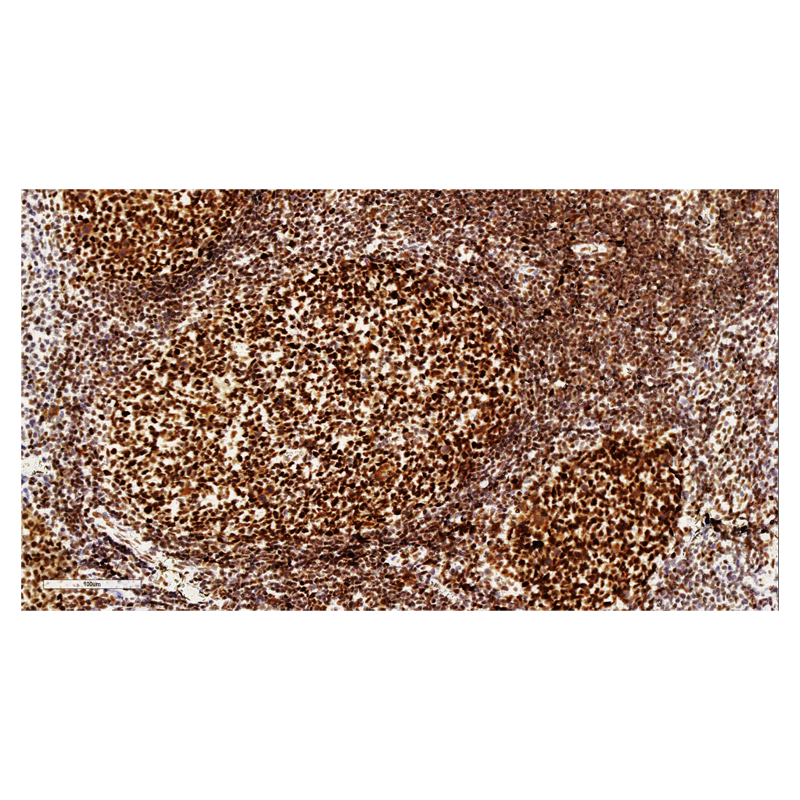 ZA-0542-1.5m 试剂 PMS2 - ZSGB-BIO/中杉金桥