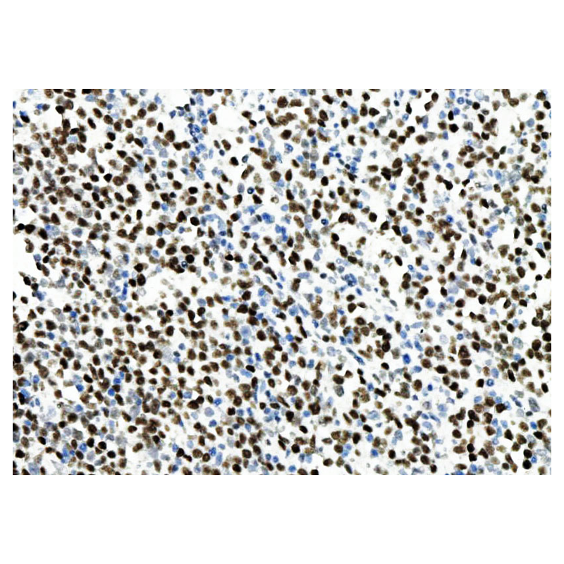 ZA-0555-1.5ml cMYC蛋白 - ZSGB-BIO/中杉金桥