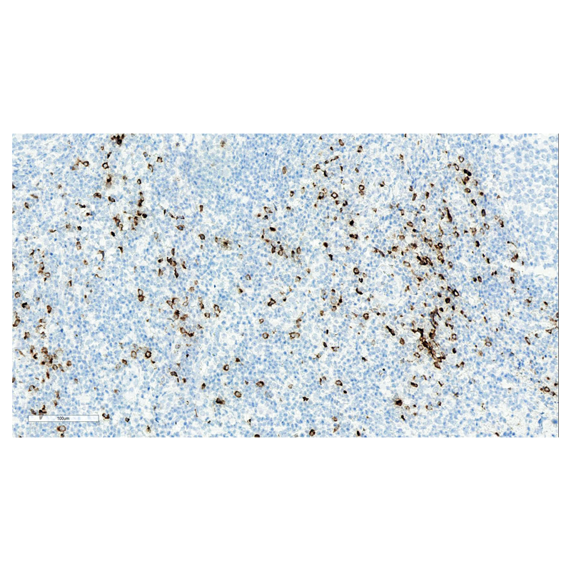 ZA-0599-1.5ml 粒酶B Granzyme B - ZSGB-BIO/中杉金桥