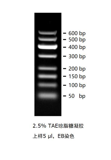 50bp DNA Marker分子量标准（50-600bp）