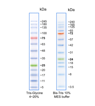 彩色预染蛋白Marker（5-245kDa）