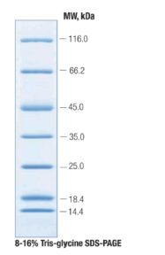 非预染蛋白Marker（14.4-116kDa）