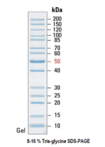 非预染蛋白Marker（10-200kDa）