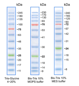 彩色预染蛋白Marker（11-245kDa）