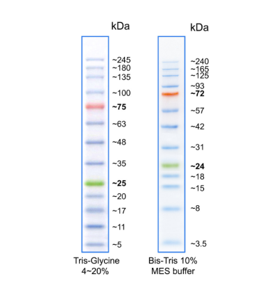 彩色预染蛋白Marker（5-245kDa）